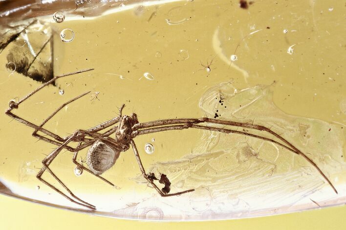 Detailed Fossil Spider (Araneae) In Baltic Amber #321722